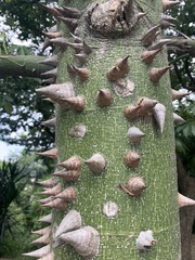 Ceiba