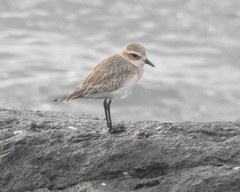 Charadrius mongolus