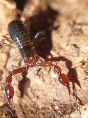 Neobisium