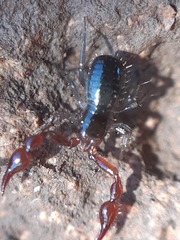 Neobisium