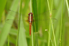 Rhodothemis lieftincki