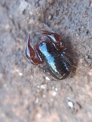 Neobisium