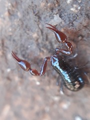 Neobisium