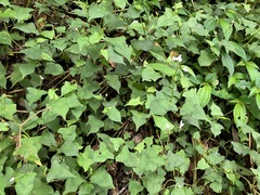 Persicaria biconvexa