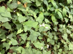 Persicaria biconvexa