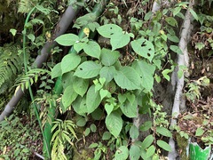 Hydrangea aspera