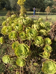 Aeonium canariense