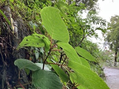 Hydrangea aspera