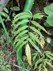 Coniogramme intermedia