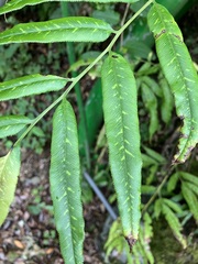 Coniogramme intermedia