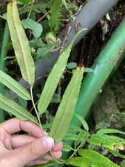 Coniogramme intermedia