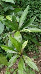 Ardisia cornudentata