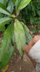 Ardisia cornudentata
