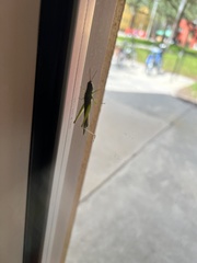 Stenacris vitreipennis