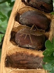 Burtinus notatipennis