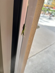 Stenacris vitreipennis