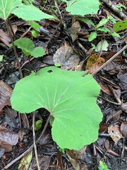 Petasites formosanus
