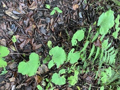 Petasites formosanus
