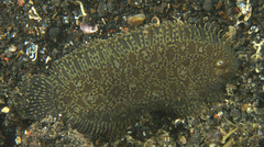 Liachirus melanospilos