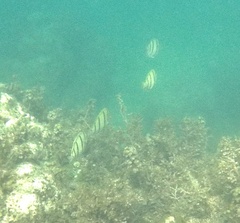 Acanthurus triostegus