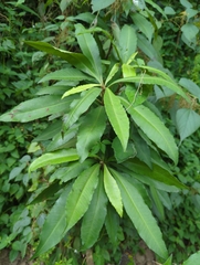 Ardisia cornudentata morrisonensis