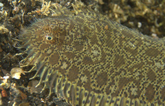 Liachirus melanospilos