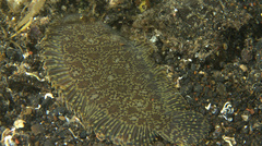 Liachirus melanospilos