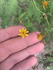 Chrysactinia pinnata