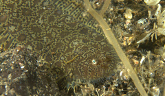 Liachirus melanospilos