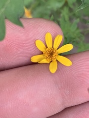 Chrysactinia pinnata