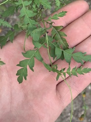 Chrysactinia pinnata