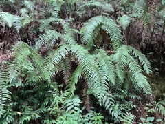 Diplopterygium glaucum