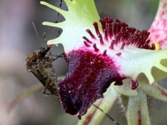 Aedes camptorhynchus