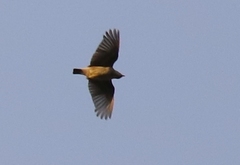 Lullula arborea