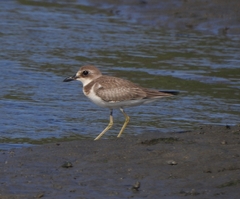 Charadrius leschenaultii