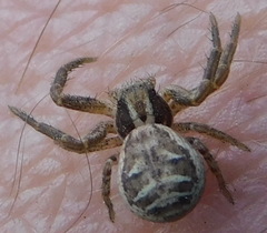 Xysticus cristatus