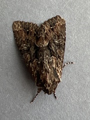 Mniotype occidentalis