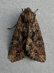 Mniotype occidentalis