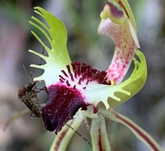 Aedes camptorhynchus