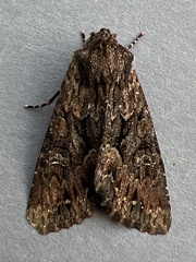 Mniotype occidentalis