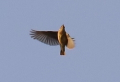 Lullula arborea