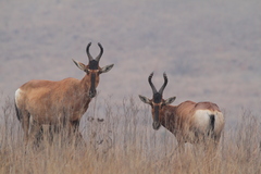 Alcelaphus buselaphus caama