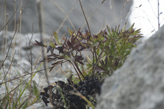 Pulsatilla grandis