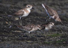 Calidris falcinellus