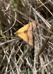 Anachloris subochraria