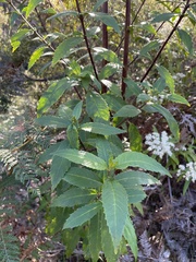 Hedycarya angustifolia
