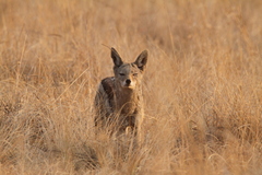 Lupulella mesomelas mesomelas