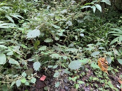 Urtica thunbergiana