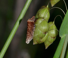 Meritastis