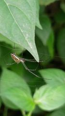 Leucauge blanda